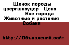 Щенок породы  цвергшнауцер › Цена ­ 30 000 - Все города Животные и растения » Собаки   